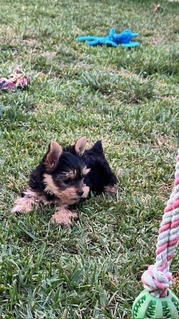 Beautiful Female Yorkie! breeder image 9