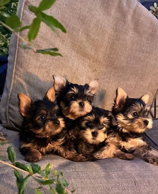 Beautiful Female Yorkie! breeder image 1
