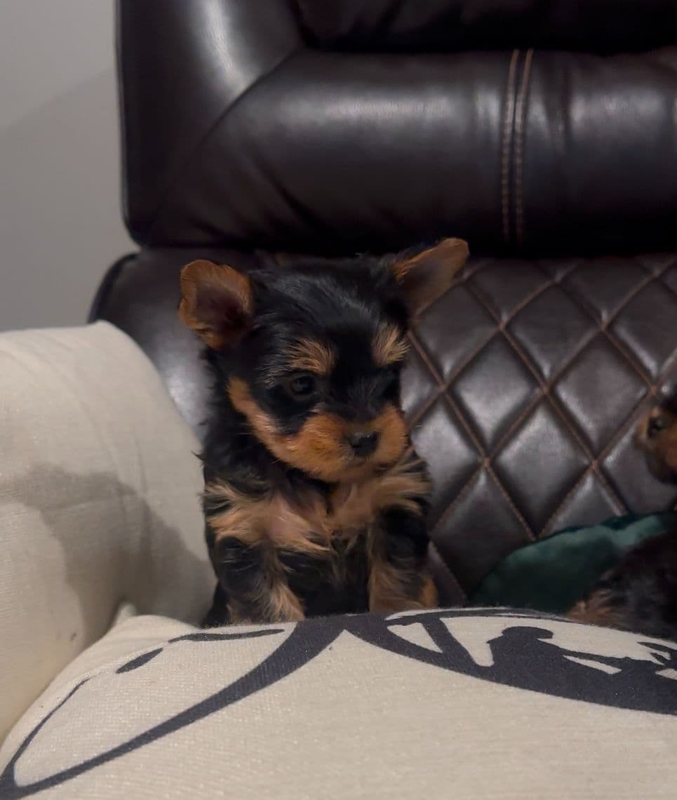 Beautiful Female Yorkie! breeder image 8