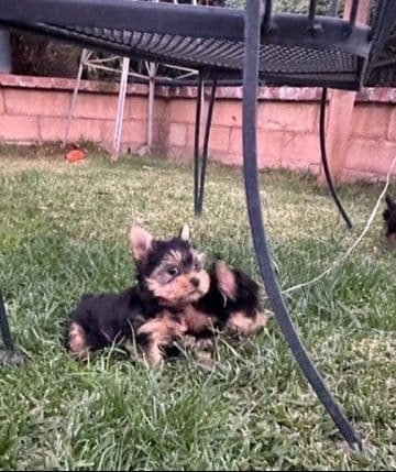 Beautiful Female Yorkie! breeder image 5
