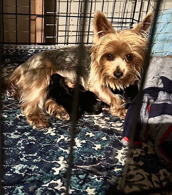 Beautiful Female Yorkie! breeder image 11