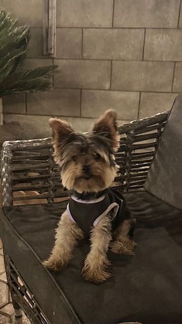 Beautiful Female Yorkie! breeder image 12