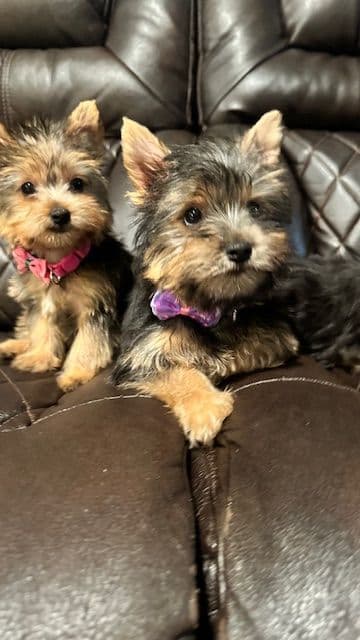 Beautiful Female Yorkie! breeder image 14