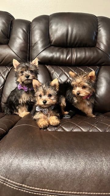 Beautiful Female Yorkie! breeder image 15
