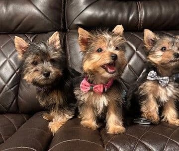 Beautiful Female Yorkie! breeder image 16