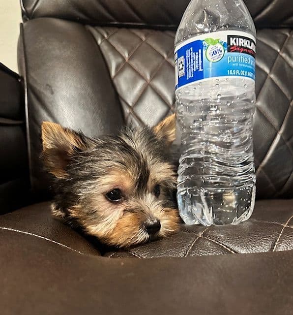 Beautiful Female Yorkie! breeder image 17