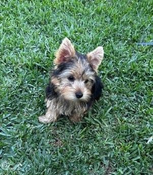 Beautiful Female Yorkie! breeder image 18