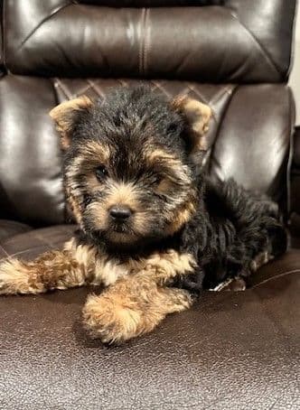 Beautiful Female Yorkie! breeder image 19