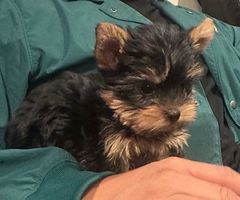 Beautiful Female Yorkie! breeder image 20