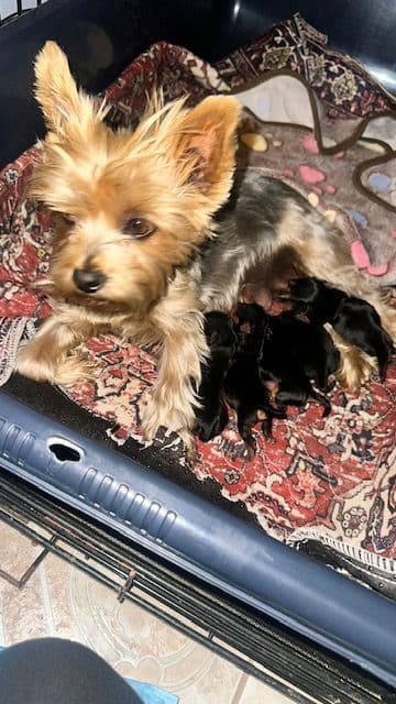 Beautiful Female Yorkie! breeder image 21