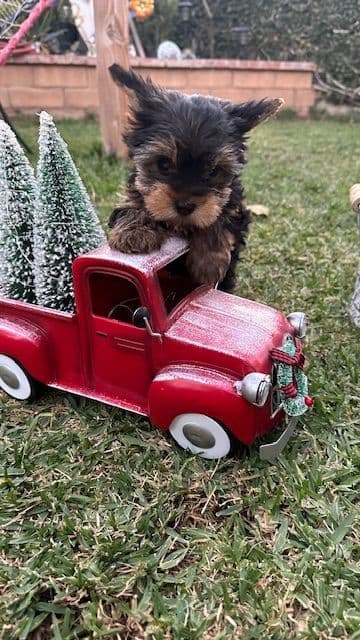 Beautiful Female Yorkie! breeder image 3