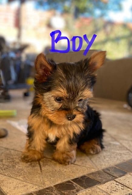 Beautiful Female Yorkie! breeder image 25