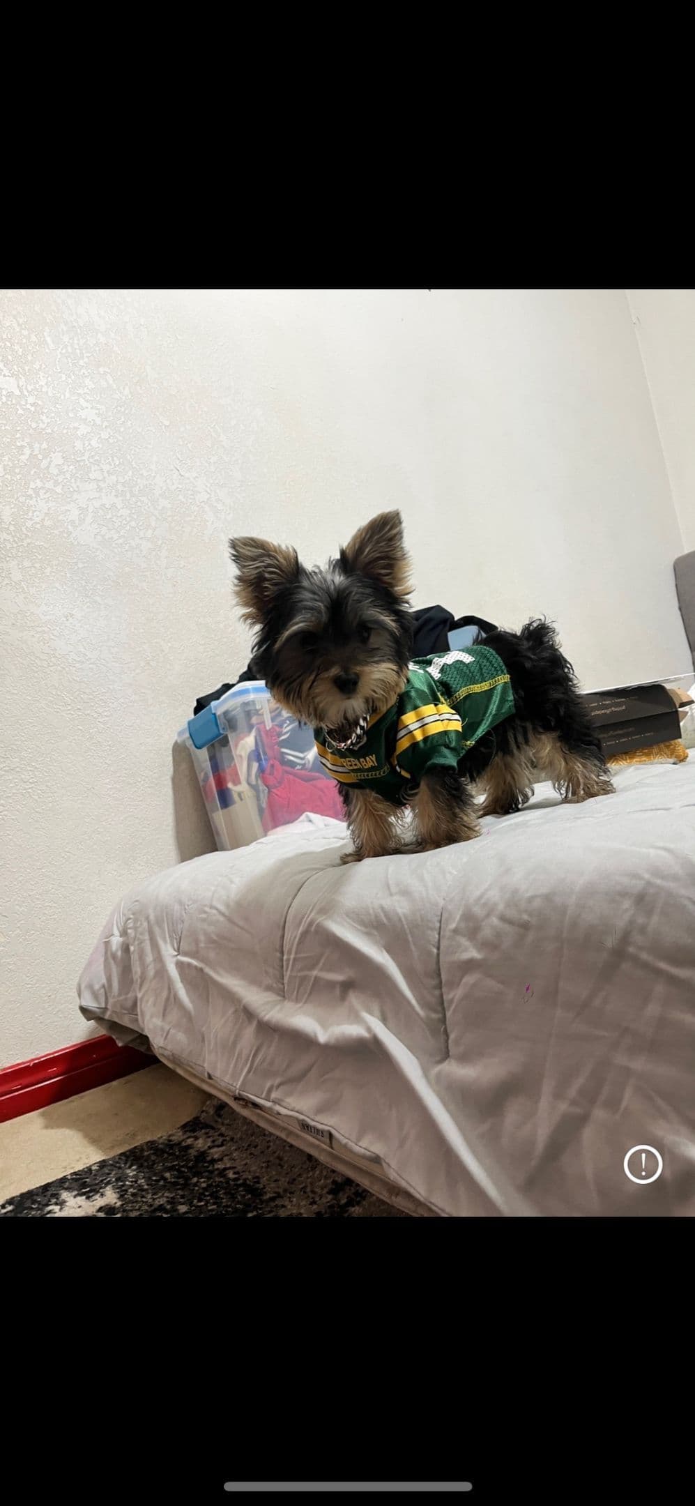 Beautiful Female Yorkie! breeder image 26