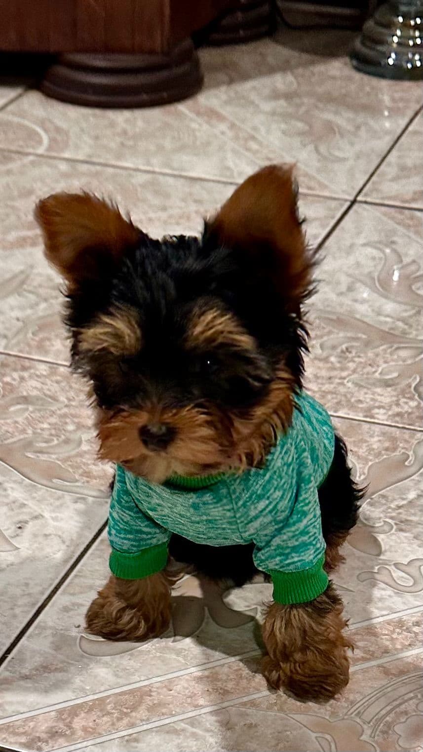 Beautiful Female Yorkie! breeder image 27