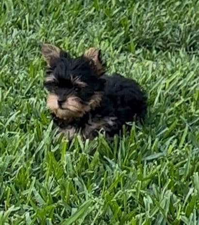 Beautiful Female Yorkie! media 2