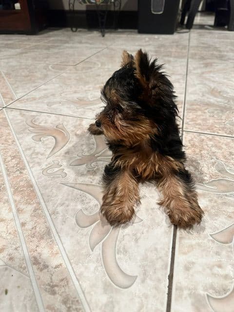 Beautiful Female Yorkie! breeder image 28