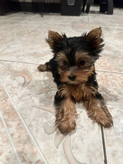 Beautiful Female Yorkie! media 5