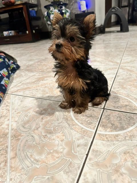 Beautiful Female Yorkie! media 6
