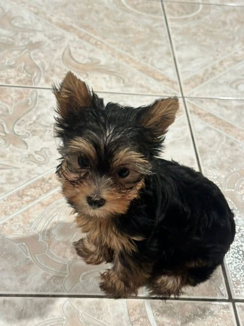Beautiful Female Yorkie! media 7
