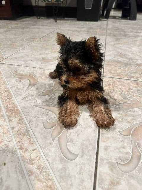 Beautiful Female Yorkie! media 8