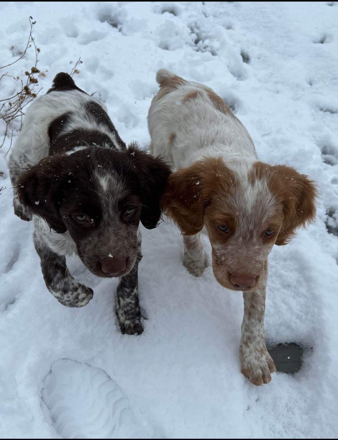 Brittany Puppies breeder image 3