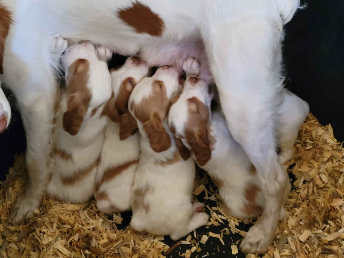 Brittany Puppies breeder image 4