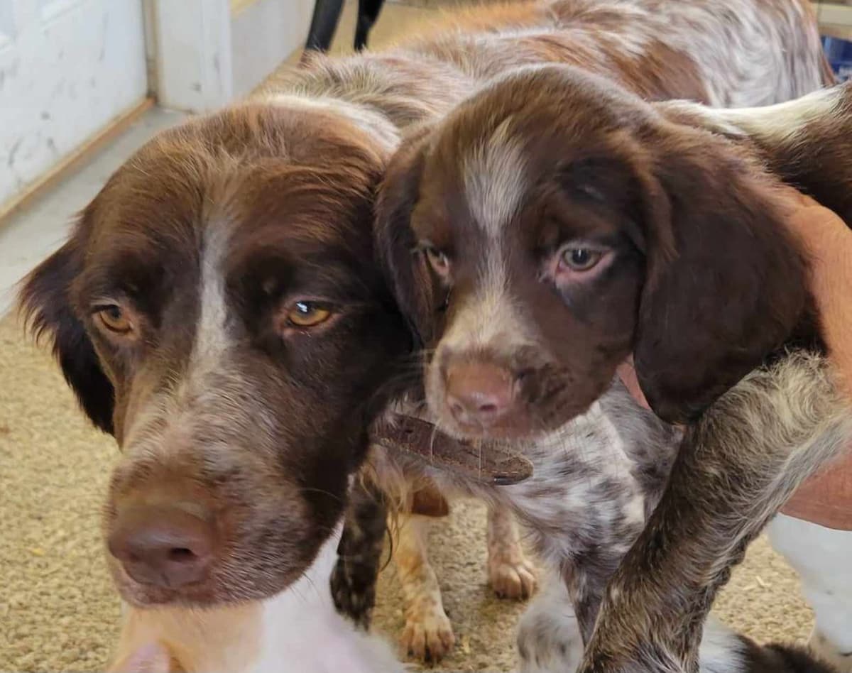 Brittany Puppies breeder image 5