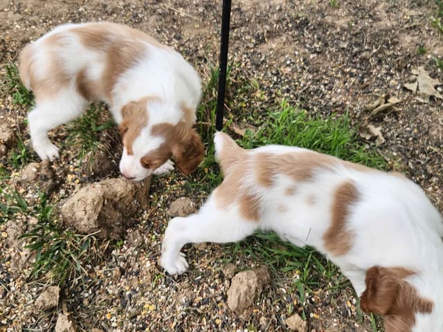 Brittany Puppies media 2