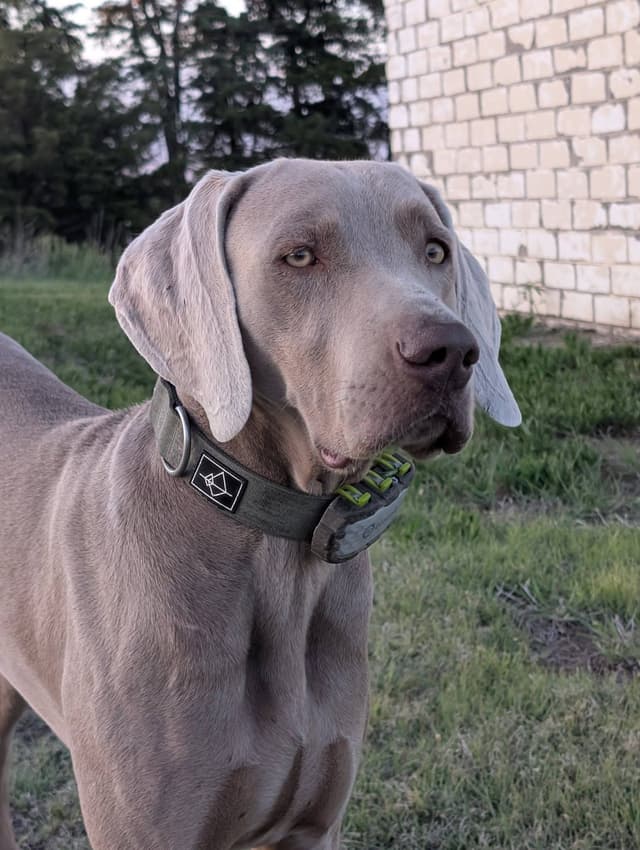 Weimaraner Puppies Available 6/01/2026 media 8