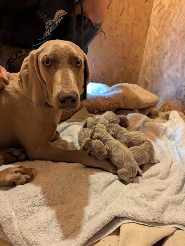 Weimaraner Puppies Available 6/01/2026 media 6