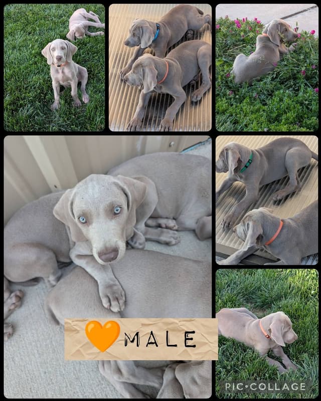 Weimaraner Puppies Available 6/01/2026 media 2