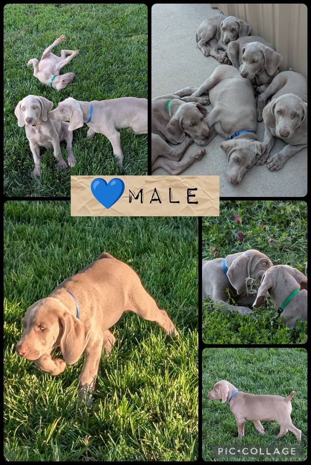Weimaraner Puppies Available 6/01/2026 media 3