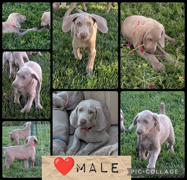 Weimaraner Puppies Available 6/01/2026 media 4