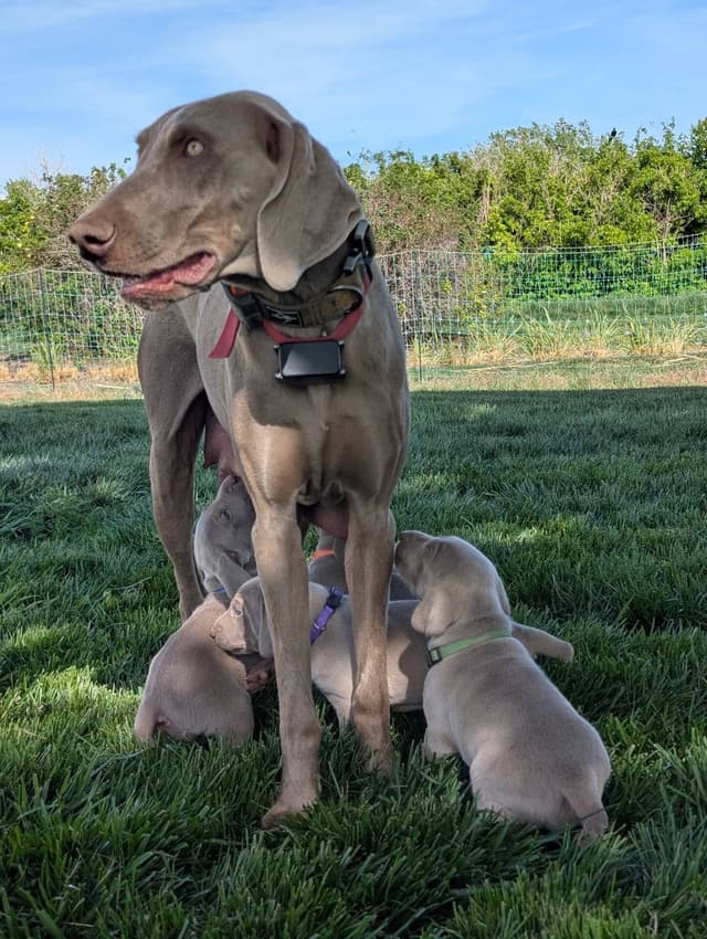 Weimaraner Puppies Available 6/01/2026 media 7