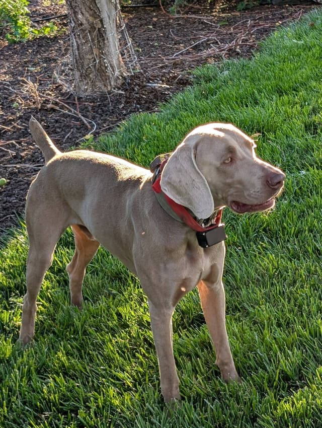 Weimaraner Puppies Available 6/01/2026 media 9