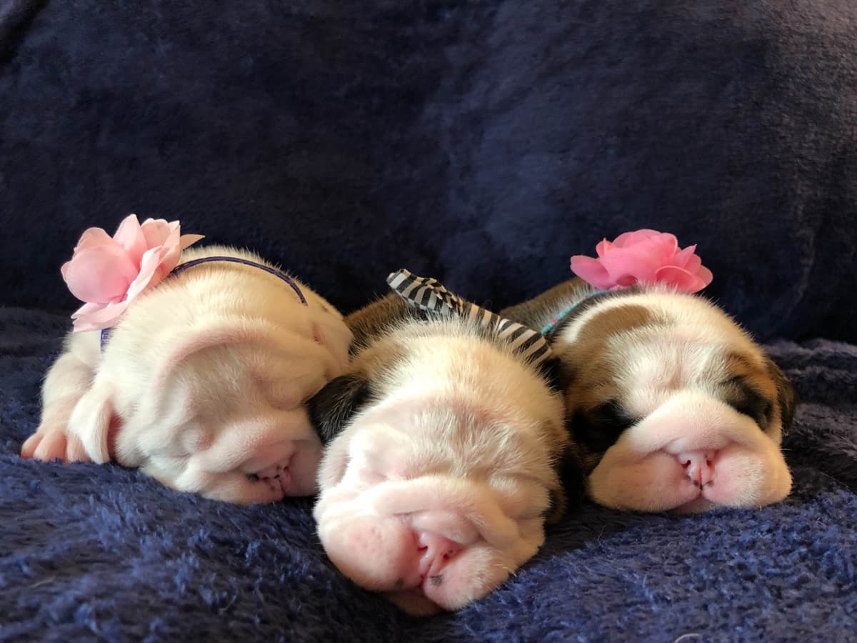 Bulldog Puppies breeder image 3
