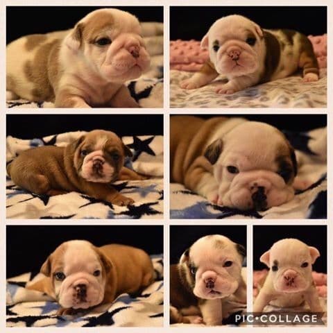 Bulldog Puppies breeder image 4