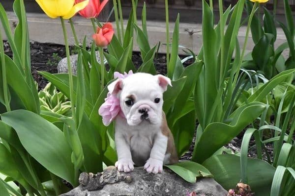 Bulldog Puppies breeder image 5