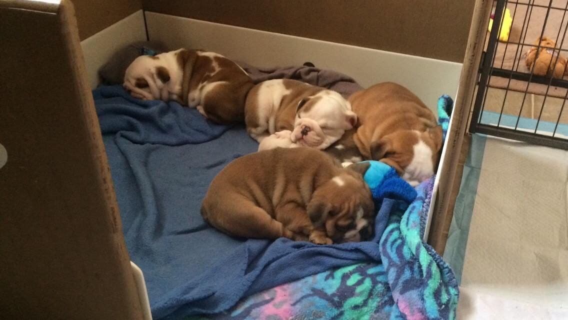 Bulldog Puppies breeder image 7