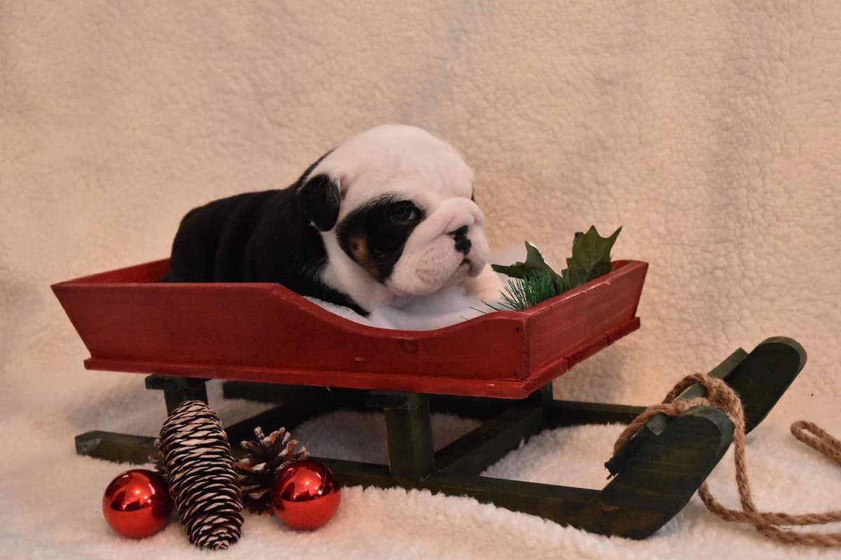 Bulldog Puppies breeder image 8
