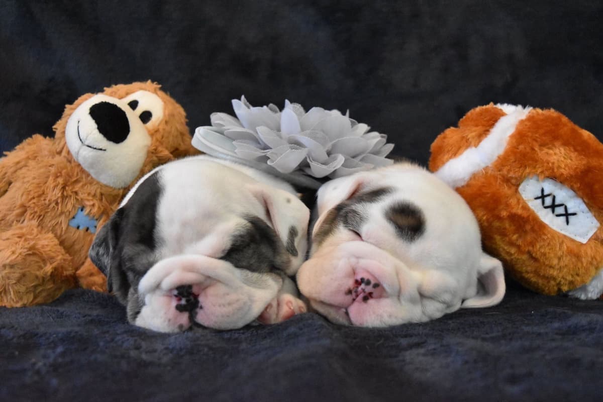 Bulldog Puppies breeder image 2