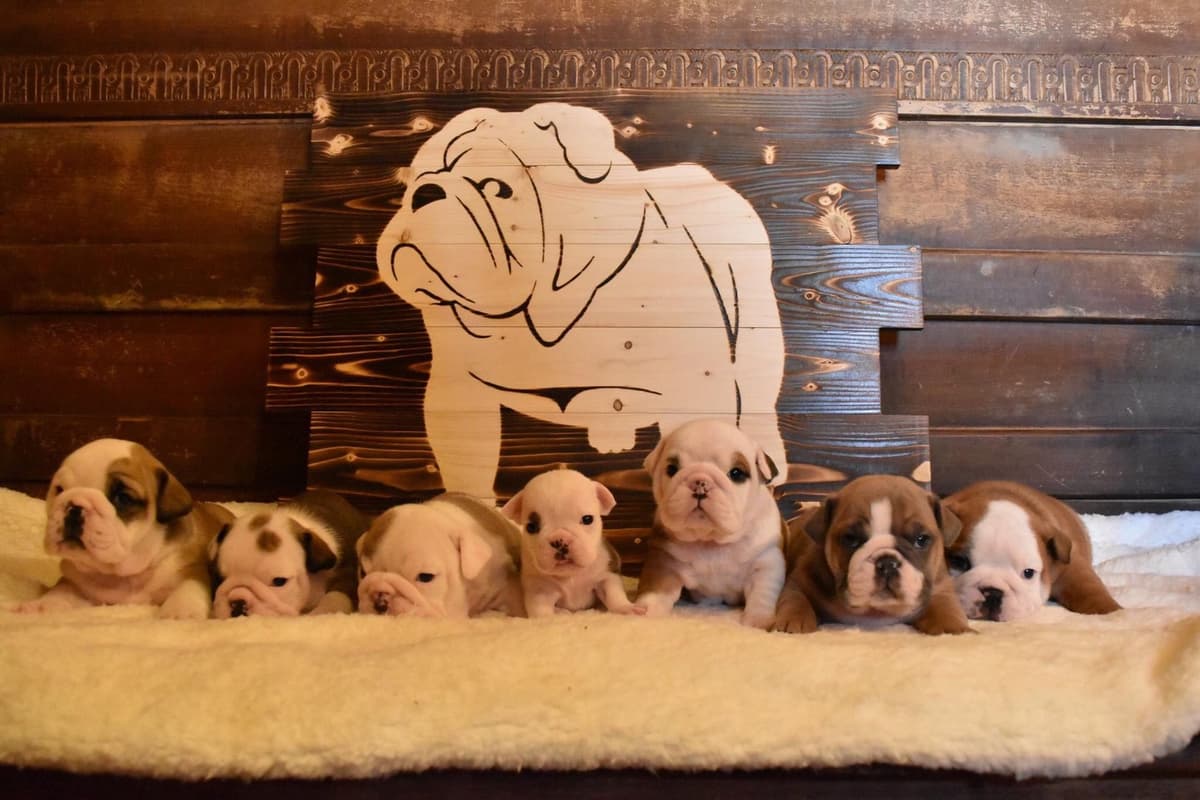 Bulldog Puppies breeder image 9