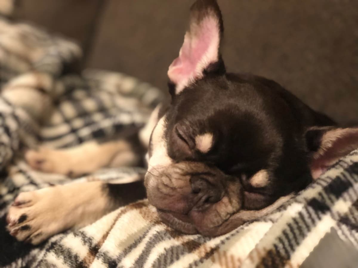 Bulldog Puppies breeder image 12