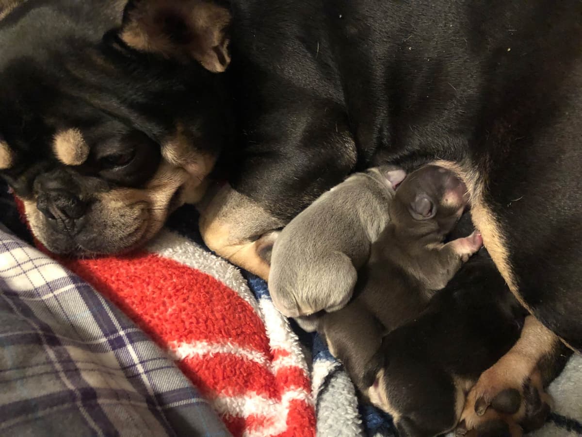 Bulldog Puppies breeder image 14