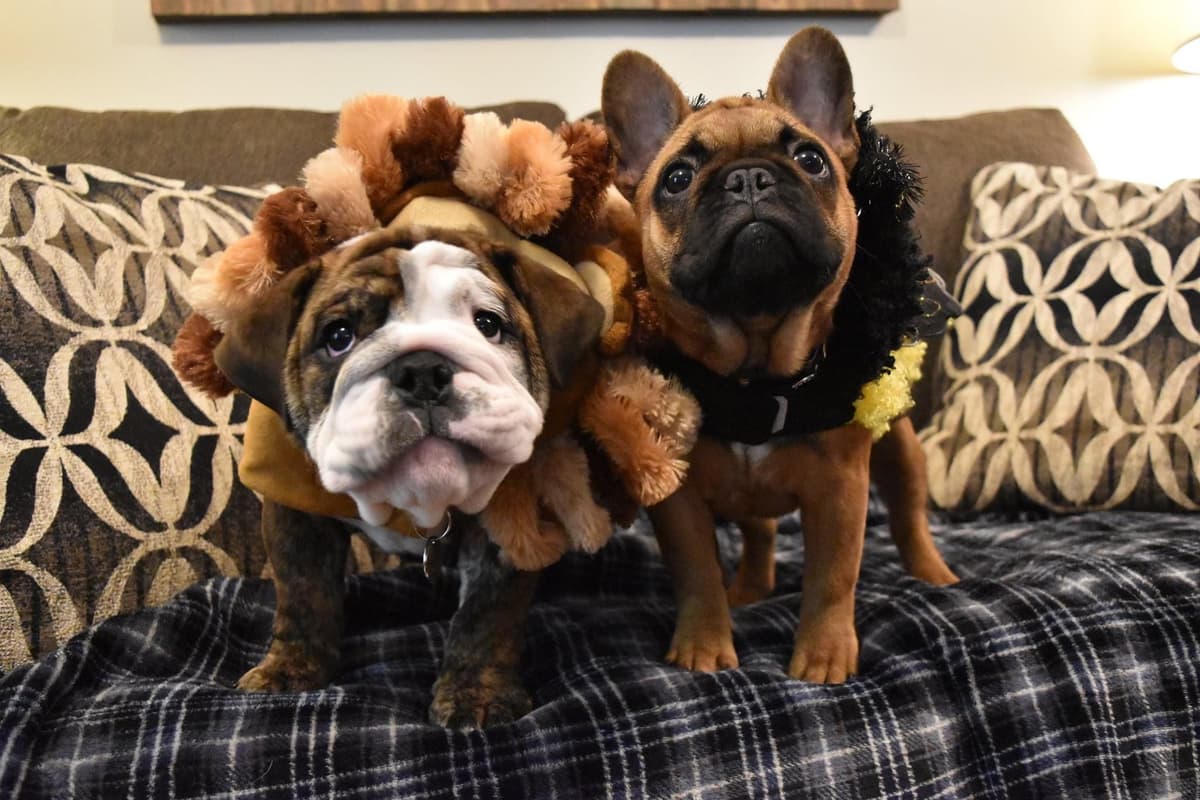 Bulldog Puppies breeder image 13