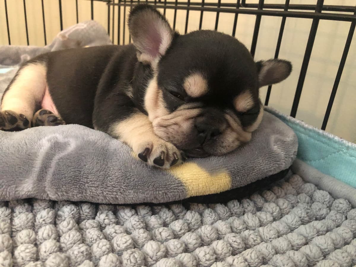 Bulldog Puppies breeder image 16