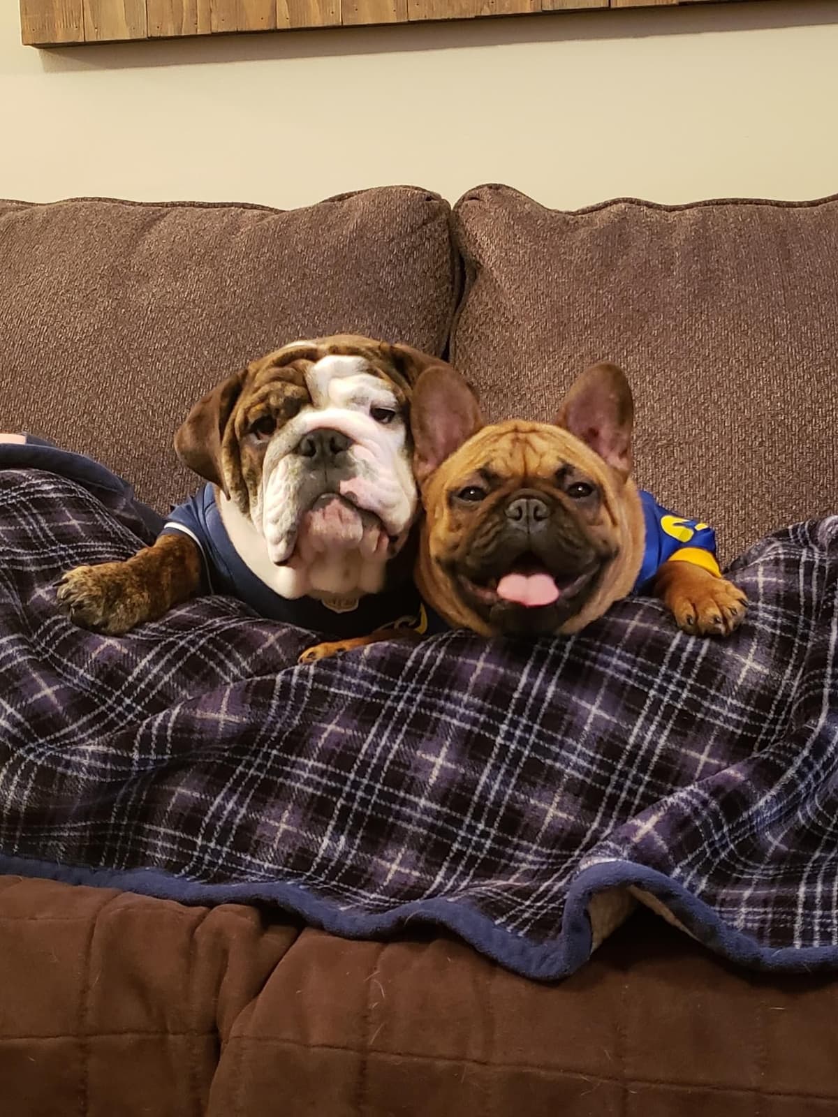Bulldog Puppies breeder image 17