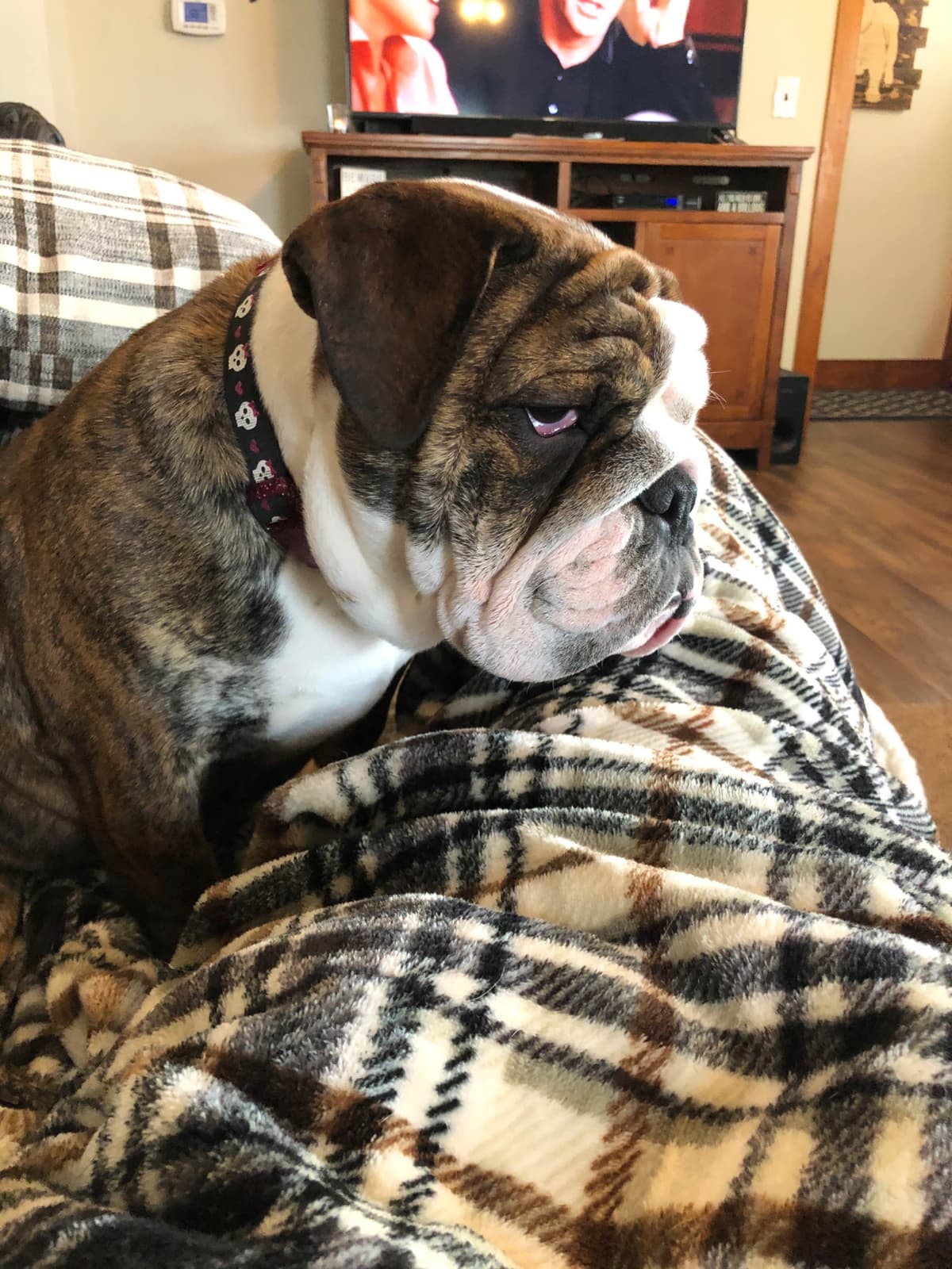 Bulldog Puppies breeder image 19