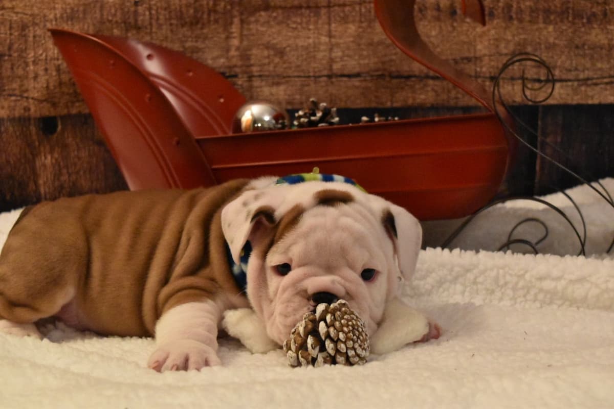 Bulldog Puppies breeder image 22