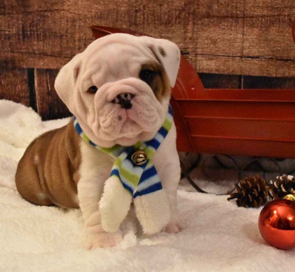 Bulldog Puppies breeder image 23